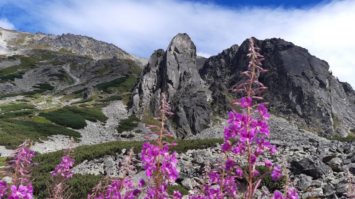 On2Continents travel blog High Tatras National Park hero (18) mountain peaks with pink flowers