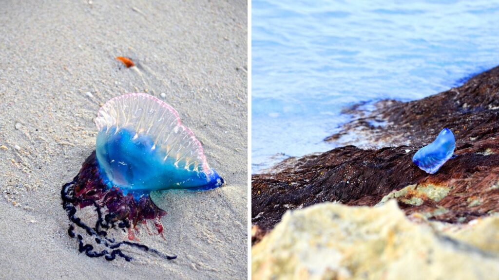 Portuguese man-of-war
